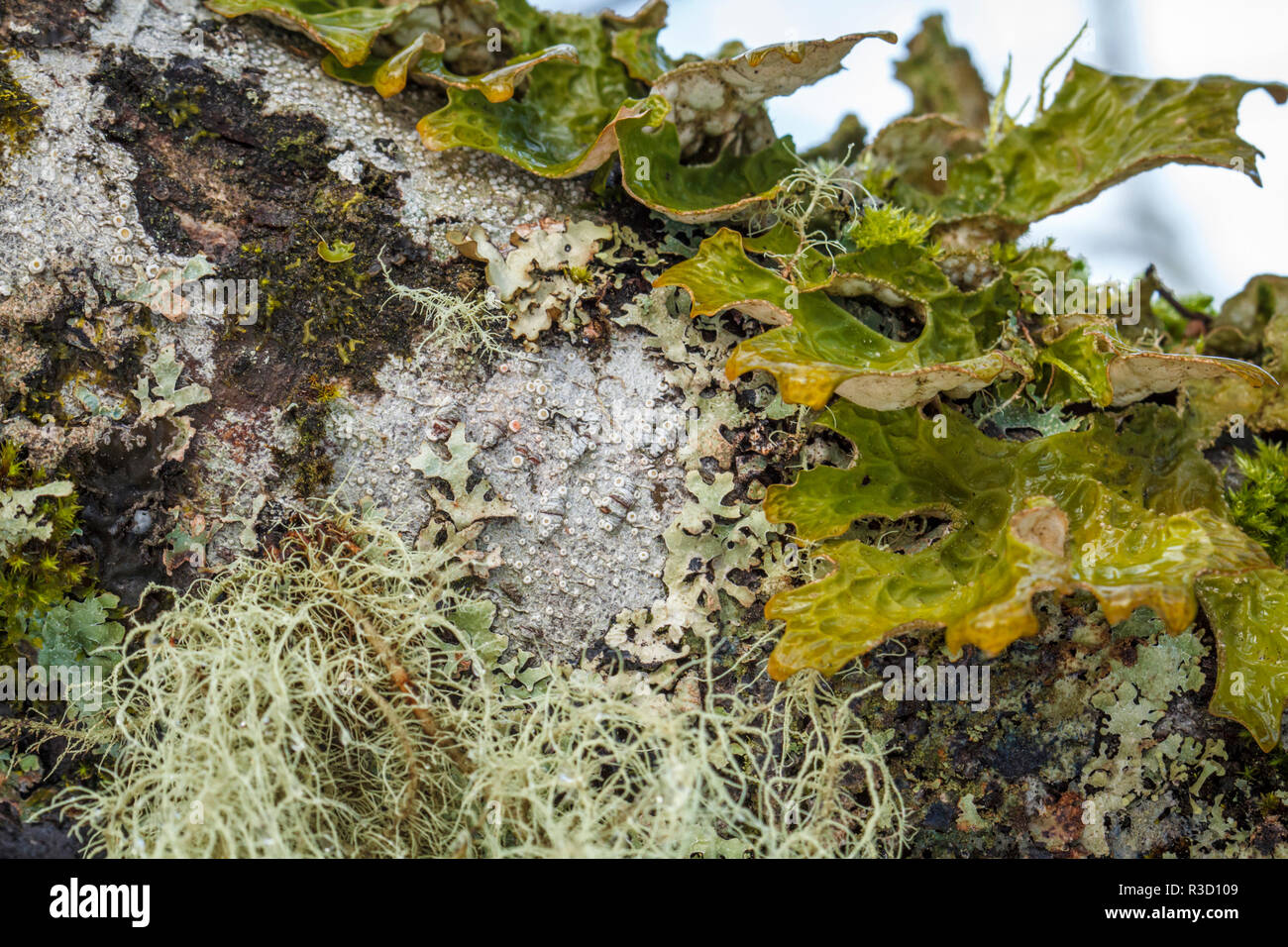 USA, Alaska. A variety of lichen and moss cover and tree branch in the Tongass National Forest. Stock Photo