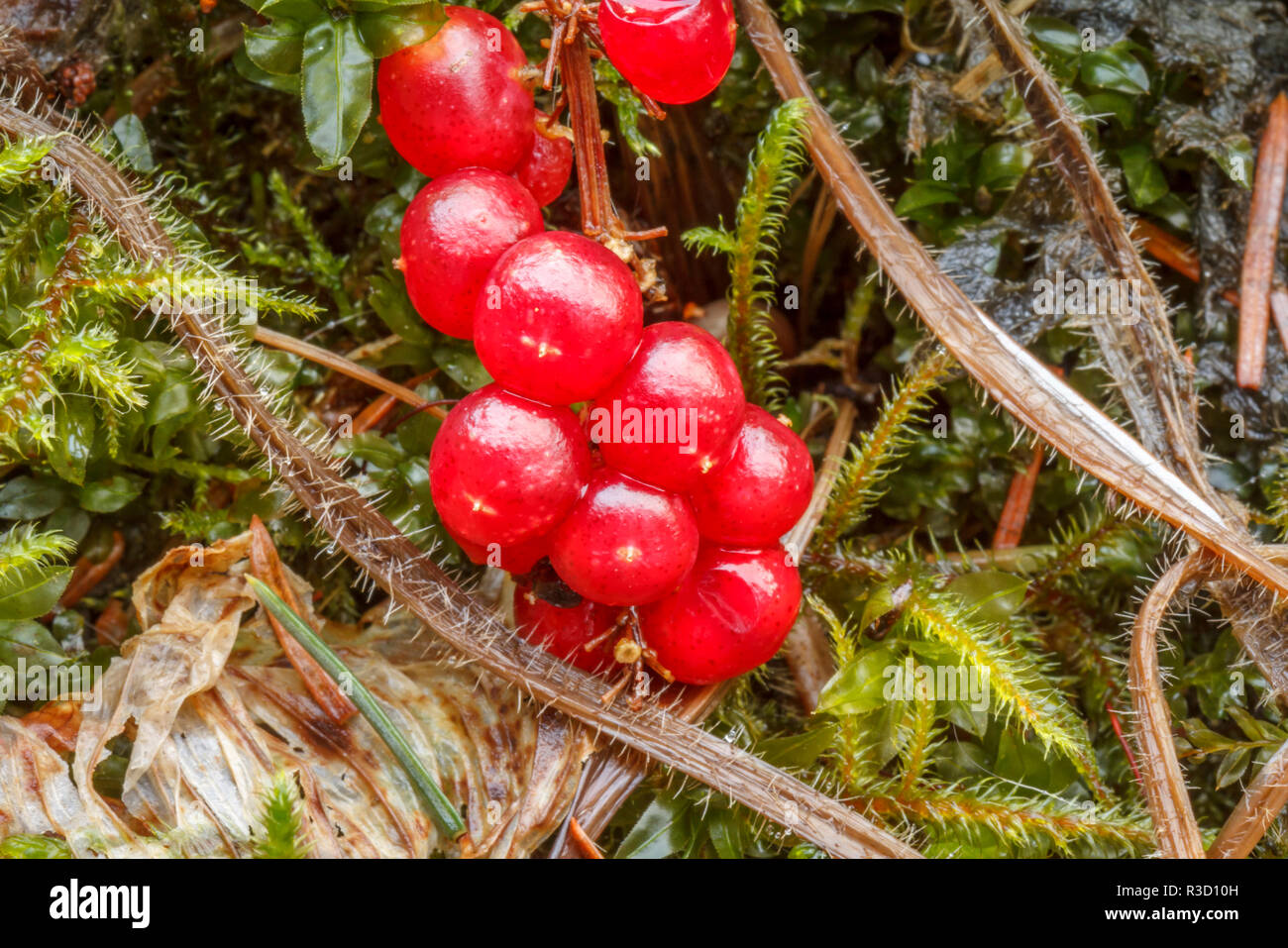 USA, Alaska. Red berries against moss on the forest floor. Stock Photo