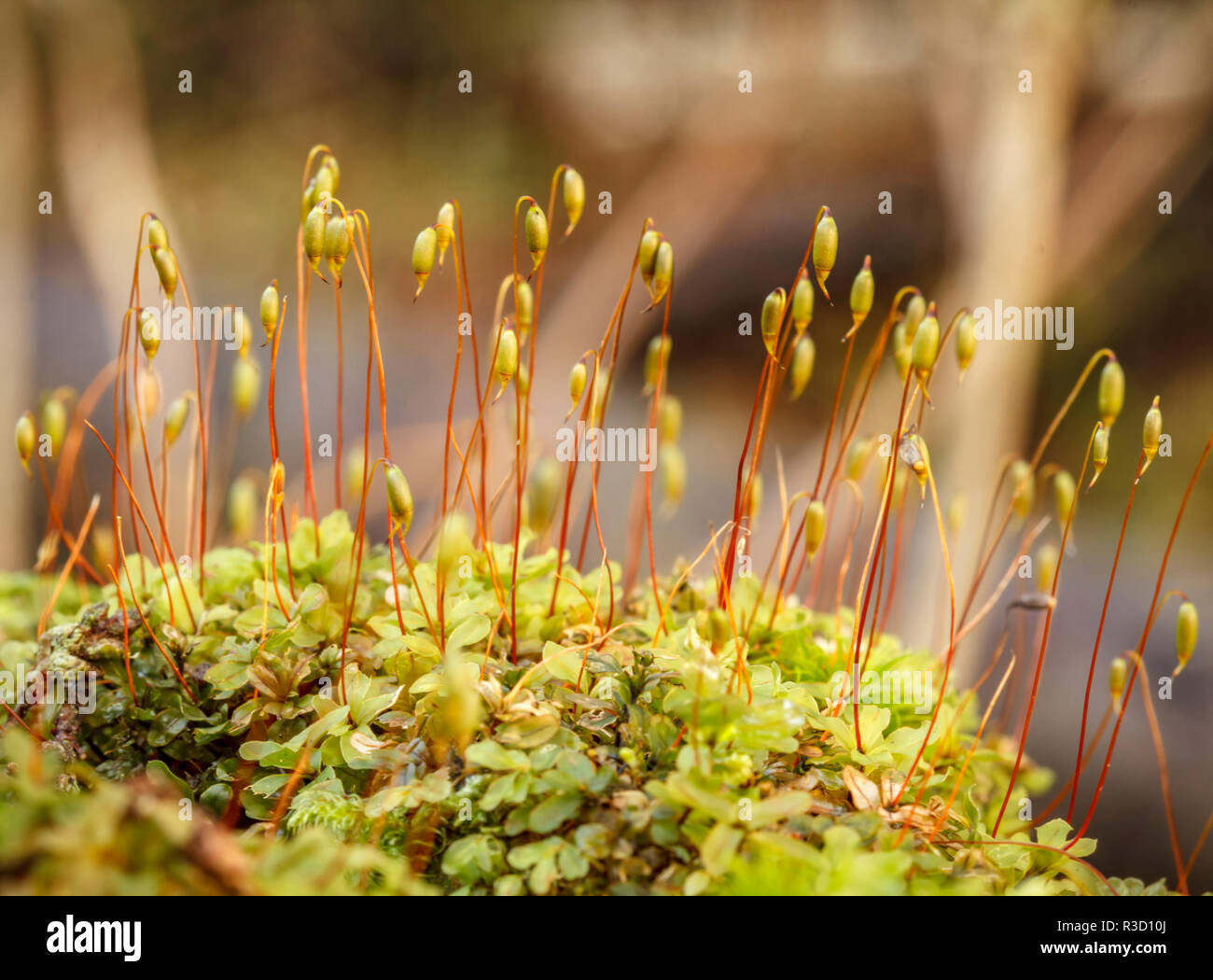 USA, Alaska. Fan moss with sporophytes on forest floor in Juneau. Stock Photo