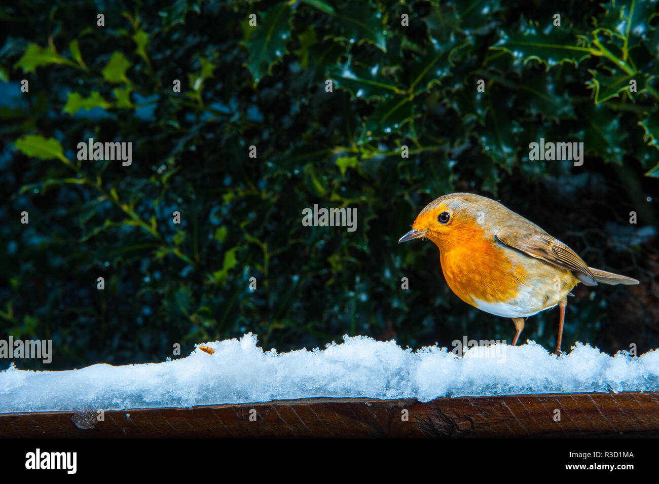 Robin feeding in the snow Stock Photo