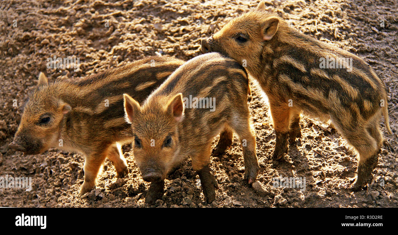 three little piglets Stock Photo