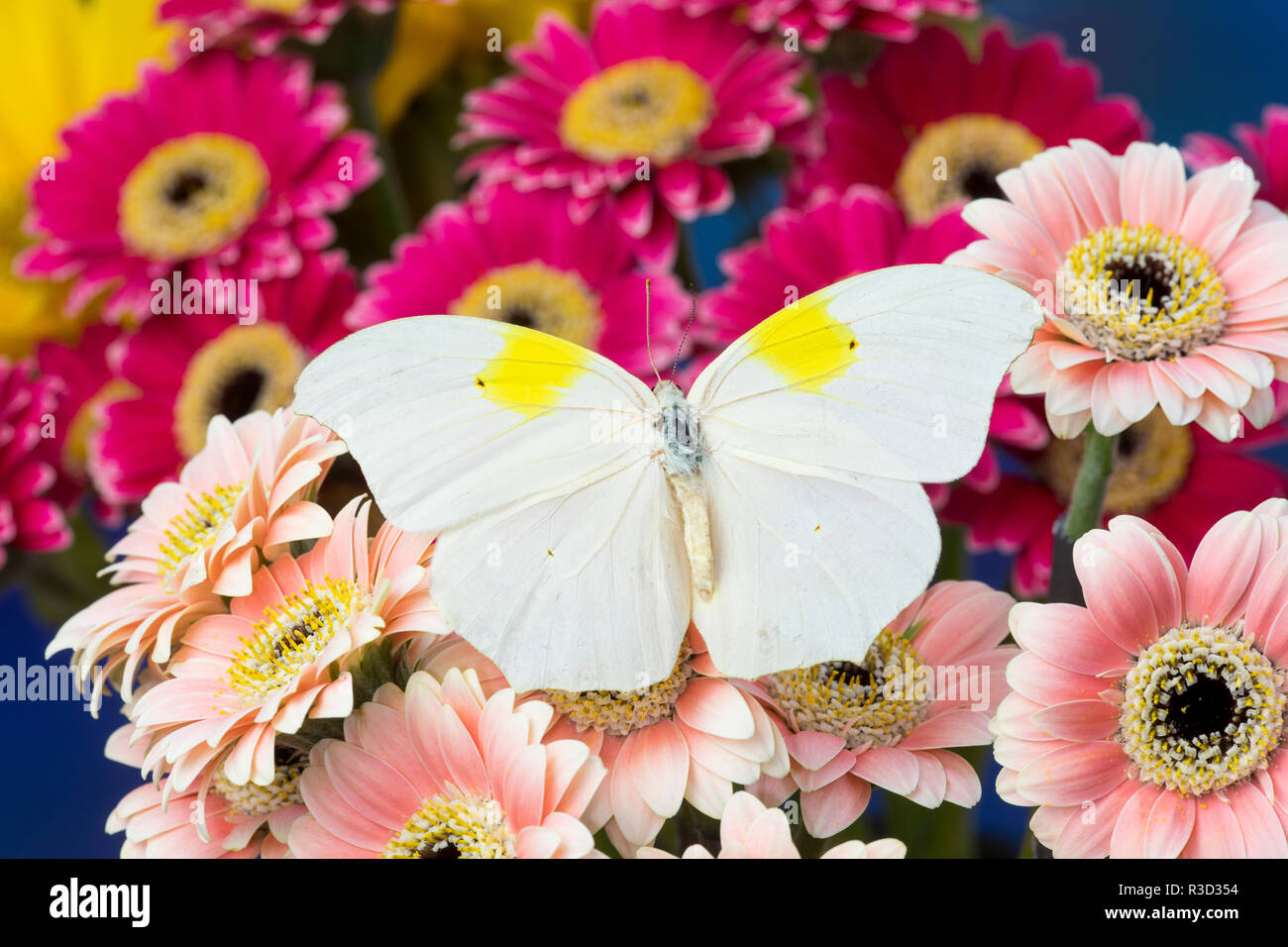 White angledsulphur butterfly, Anteos clorinde on Gerber Daisies Stock
