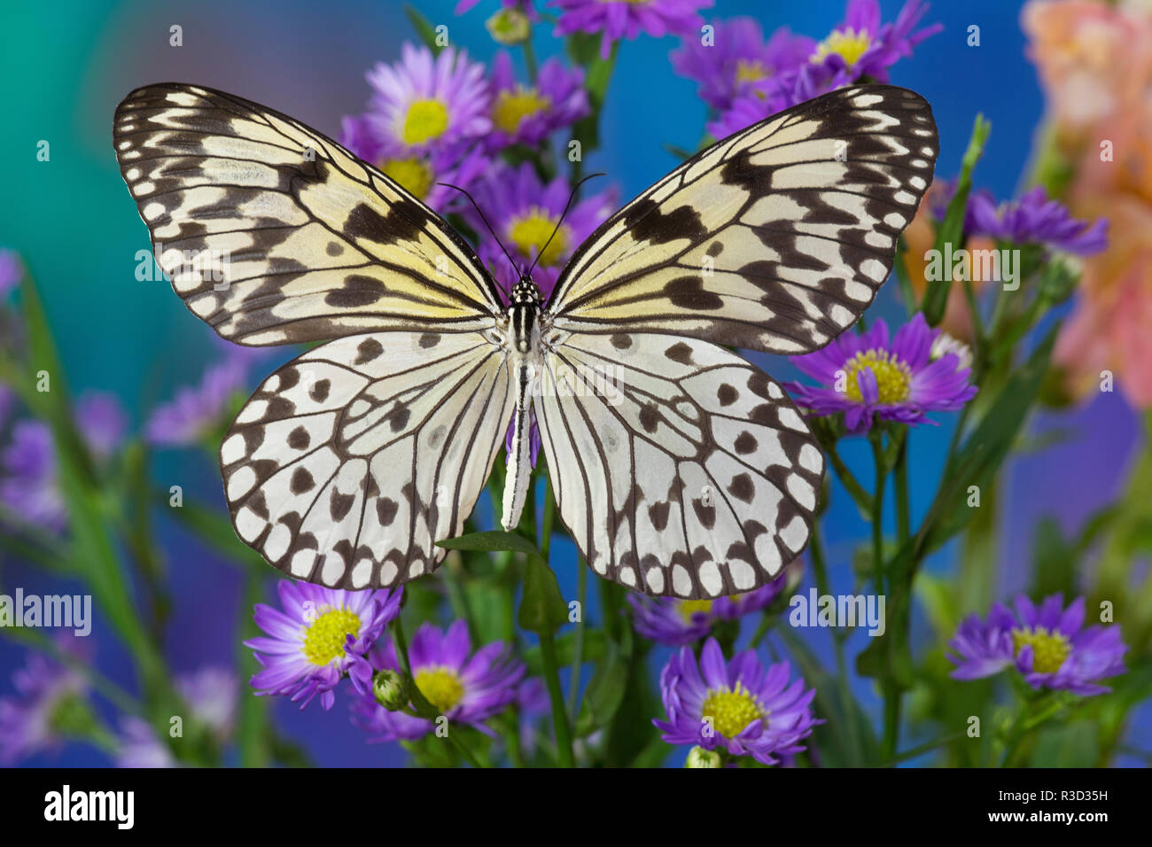 Paper Kite Butterfly, Idea leuconoe on Aster Flowers Stock Photo Alamy