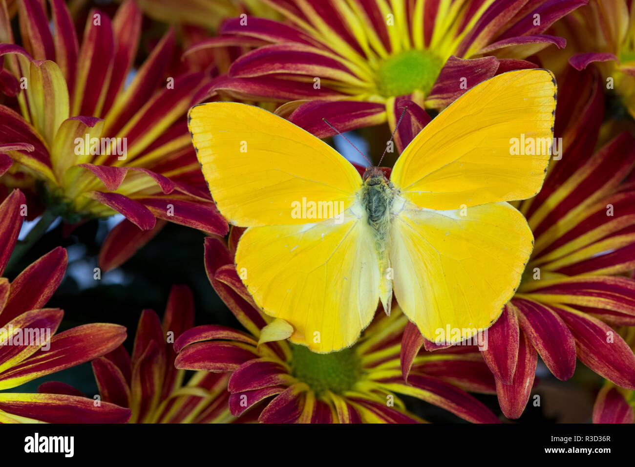 Cloudless Sulphur Butterfly, Phoebis Sennae on mums Stock Photo
