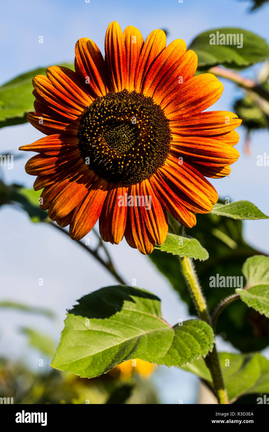 Orange Sunflower Image