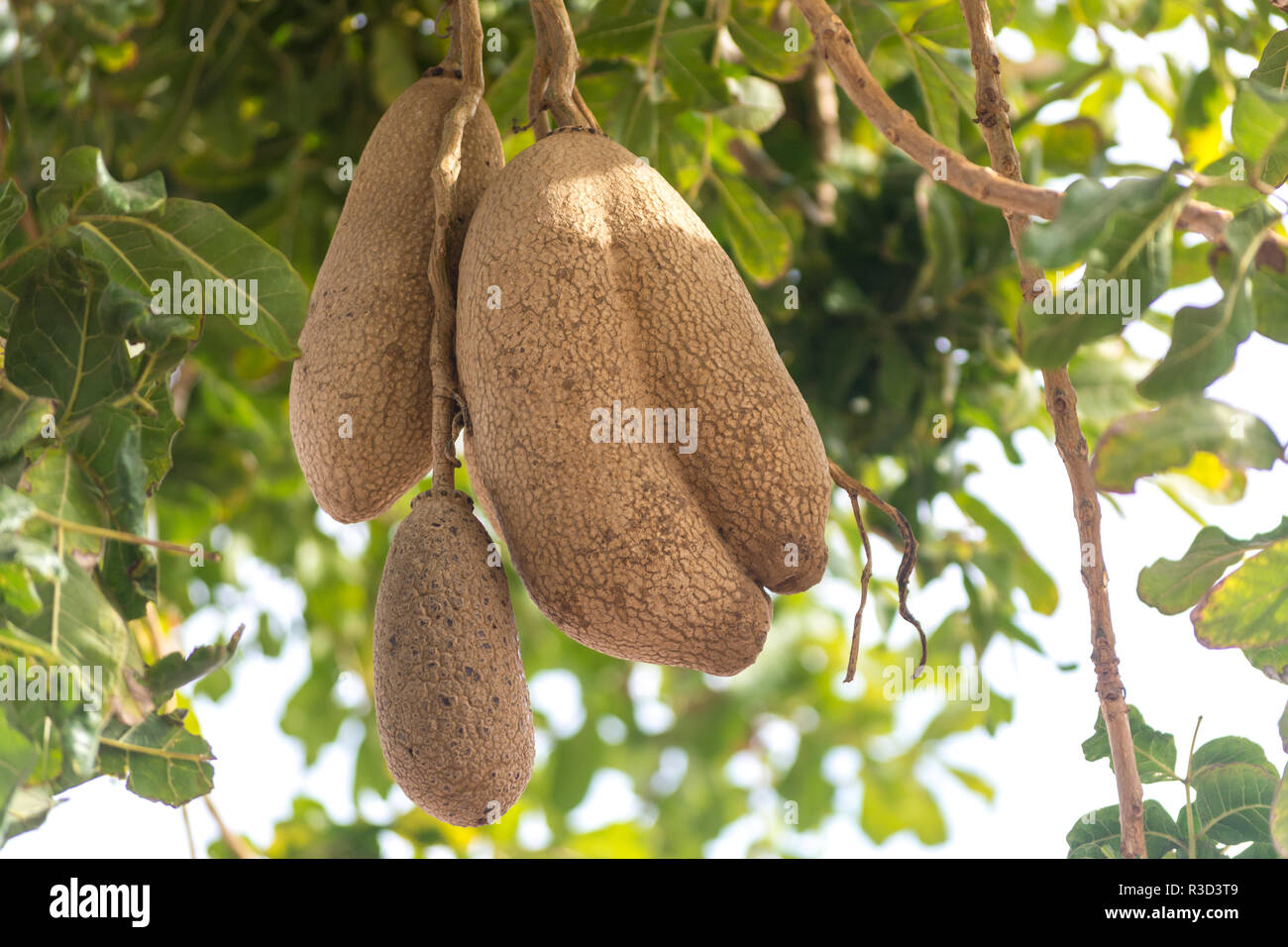 Inedible fruits of evergreen sausage tree, Kigelia africana, food for