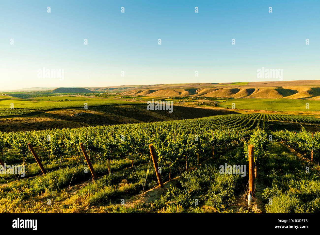 USA, WA, Richland. Goose Ridge vineyard at dawn. Stock Photo