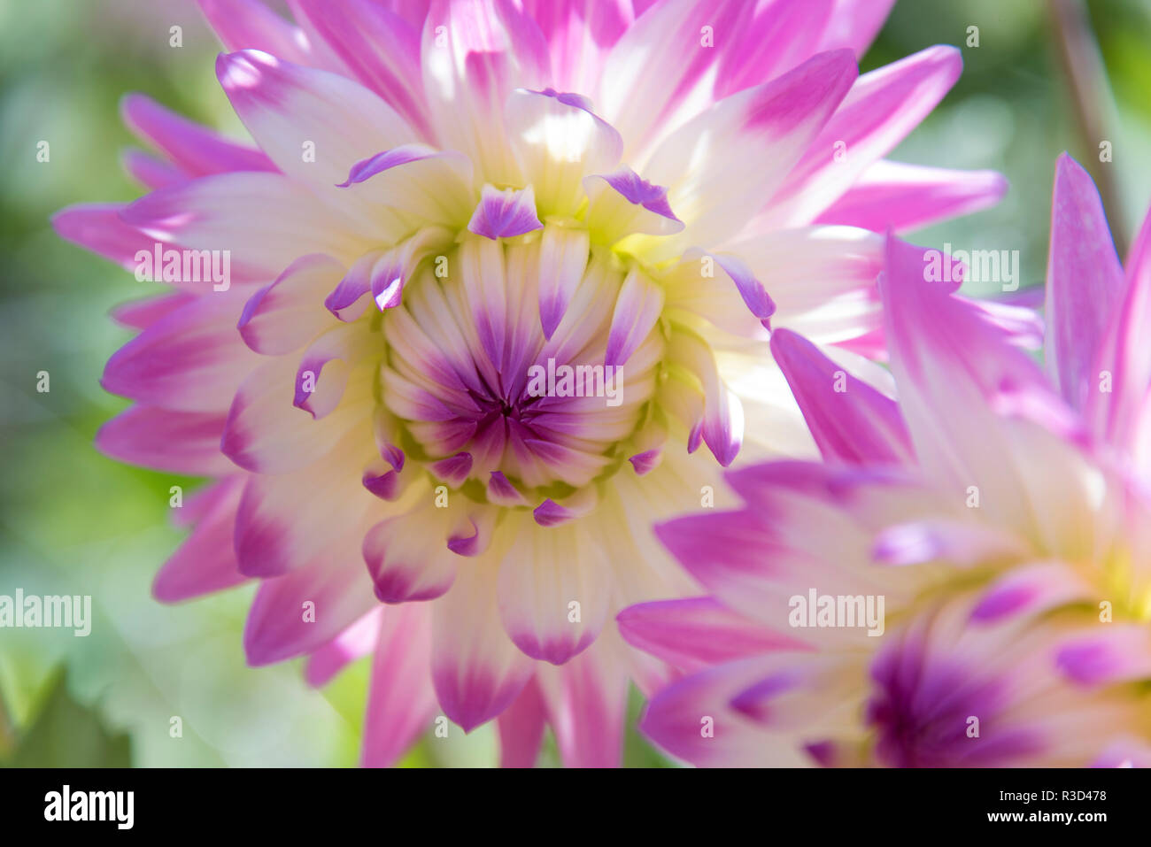 USA, WA, Port Gamble. Selective focus on vibrant dahlia flower Stock Photo