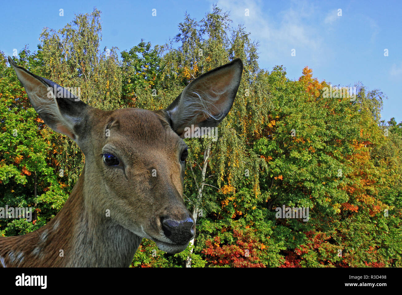 fallow deer at autumnal forest edge Stock Photo