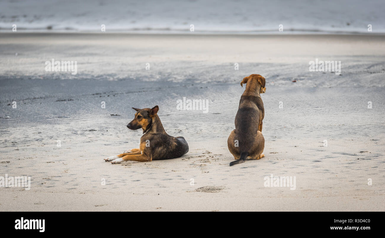 Two friendly stray dogs relaxing on a beach in Panama. Stock Photo