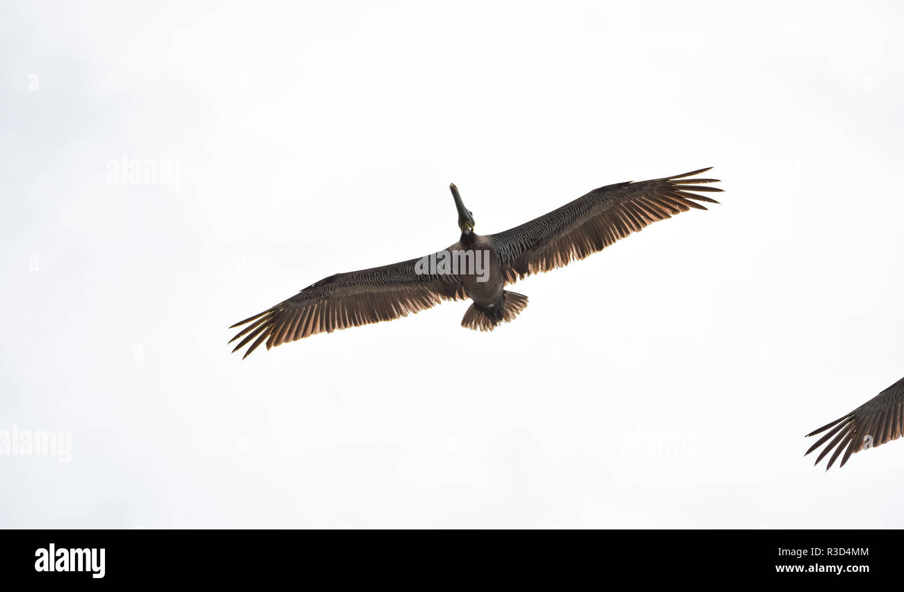Brown Pelican (Pelecanus occidentalis) flying overhead in bright sky along   coastal waters in Panama. Stock Photo