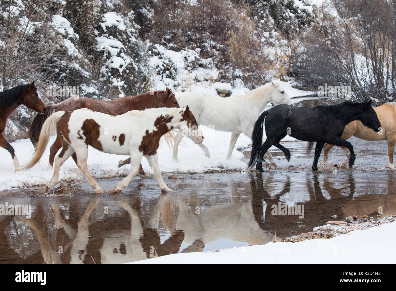 Wintertime Hideout Ranch, Wyoming with horses crossing Shell Creek (PR) Stock Photo