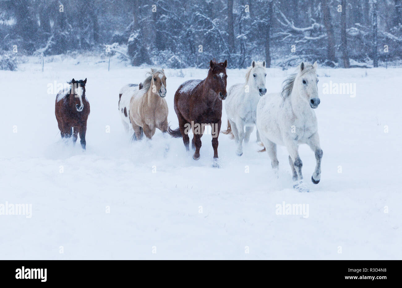 Herd of horses in winters snow, Hideout Ranch, Shell, Wyoming. (PR) Stock Photo