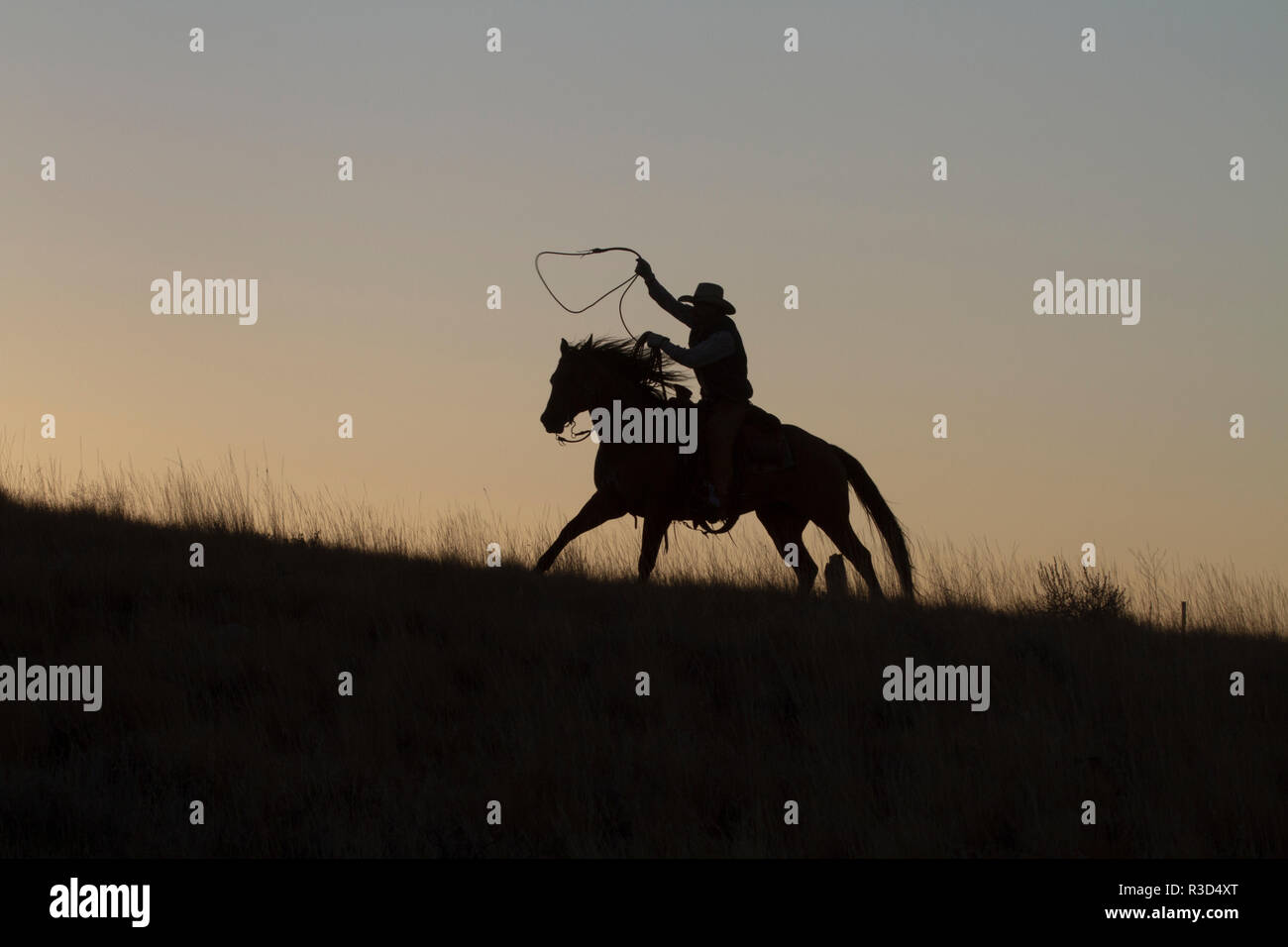 Usa, Wyoming, Shell, The Hideout Ranch, Cowboy and Lasso Silhouette at Sunset (MR, PR) Stock Photo