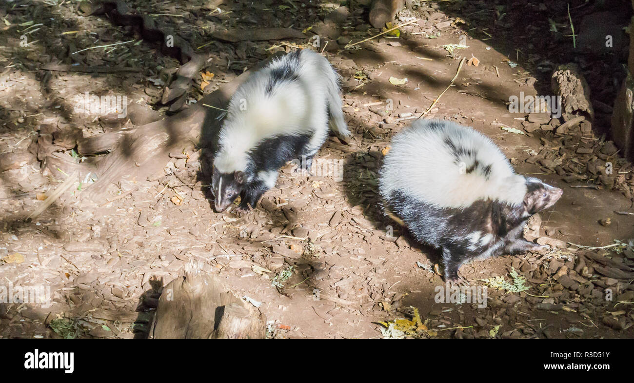 two black and white striped common skunks standing together wild animals from canada Stock Photo