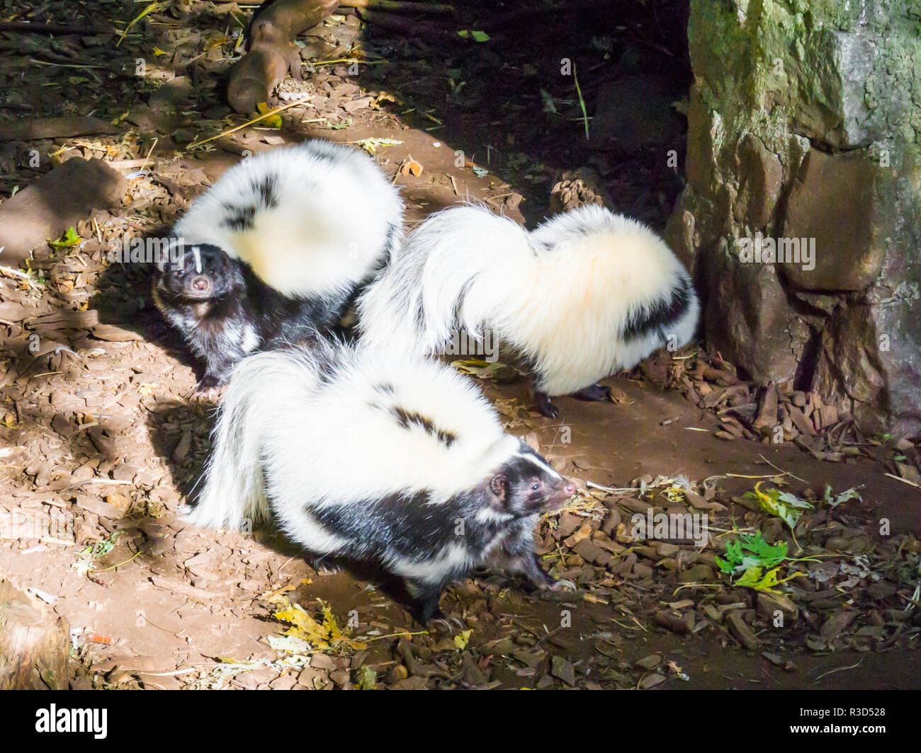 family of black and white common striped skunks standing together wild animals from canada Stock Photo