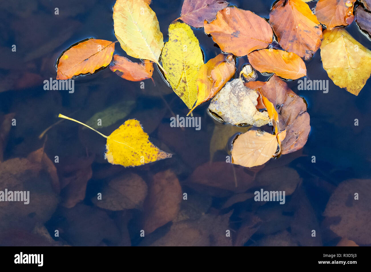 colorful leaves in a pond Stock Photo Alamy