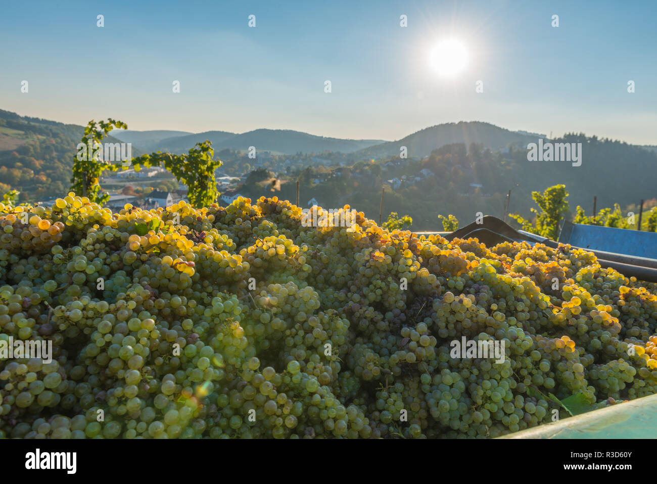 Town of Saarburg on  Saar River, Nature Park Saar-Hunsrück, surrounded by vinyards, mostly Riesling, wine harvest, Rhineland-Palatinate, Germany, Stock Photo