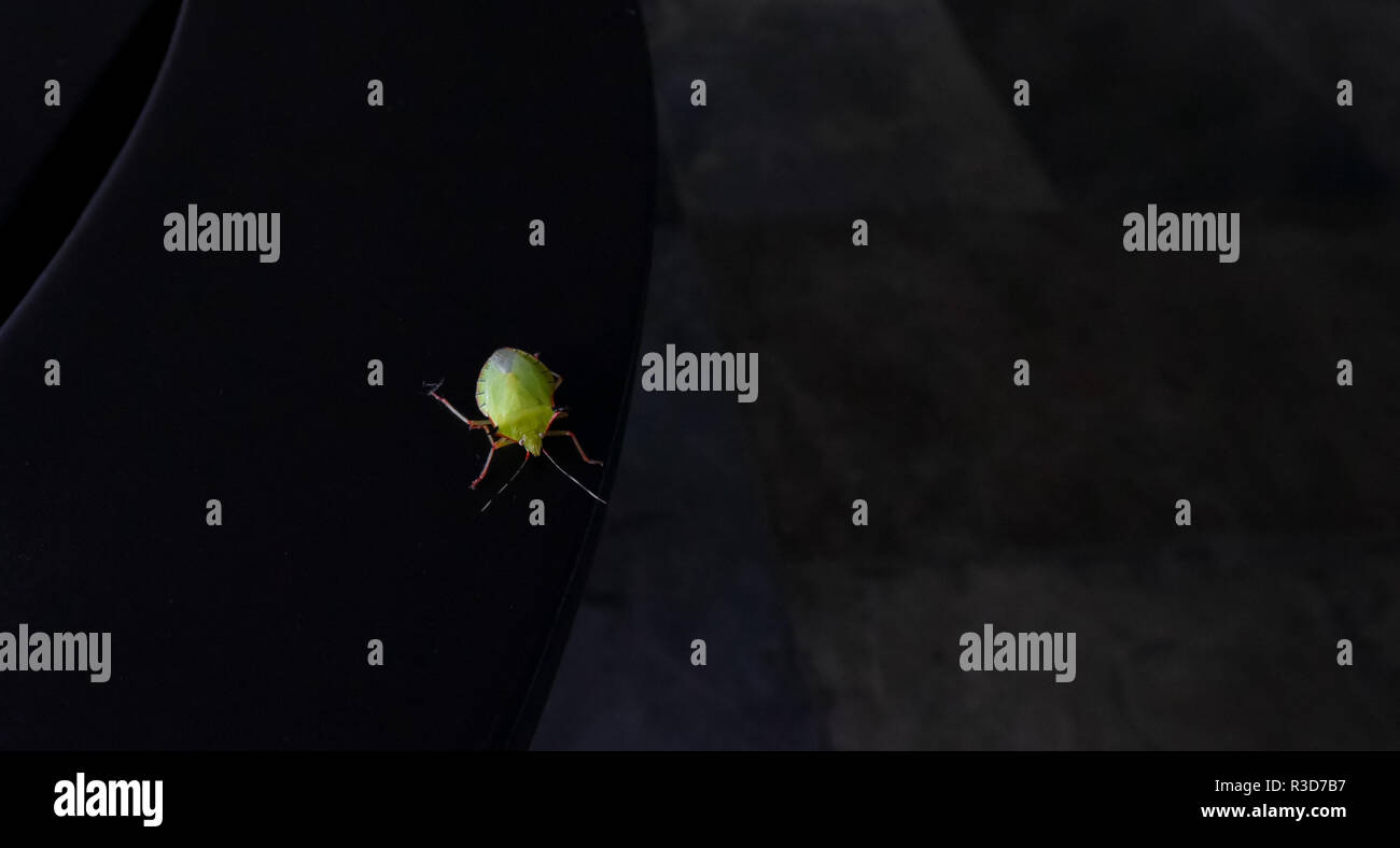 Chincha bug hi-res stock photography and images - Alamy