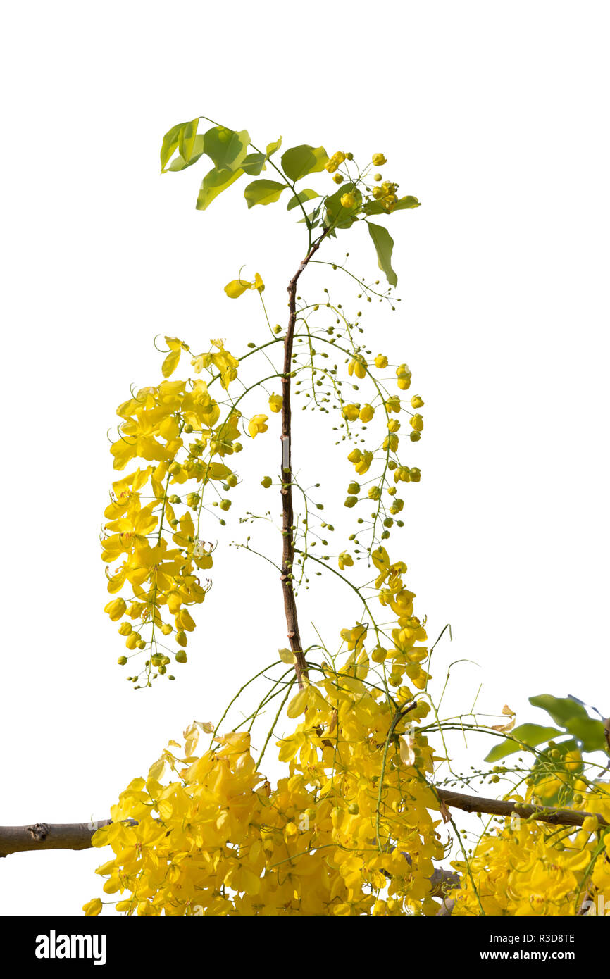 Yellow flower isolated on white background Stock Photo - Alamy