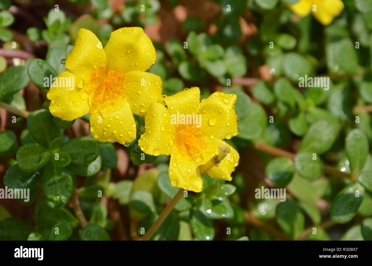 Yellow sage hires stock photography and images Alamy