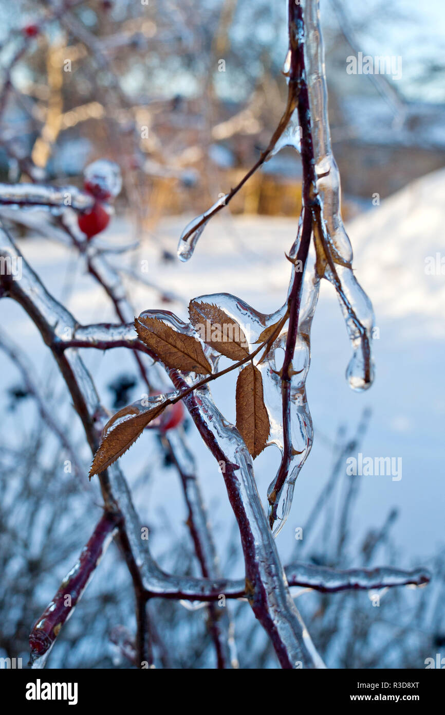 Tree branch with icicles after freezing rain. Frozen tree branch in winter  Stock Photo - Alamy