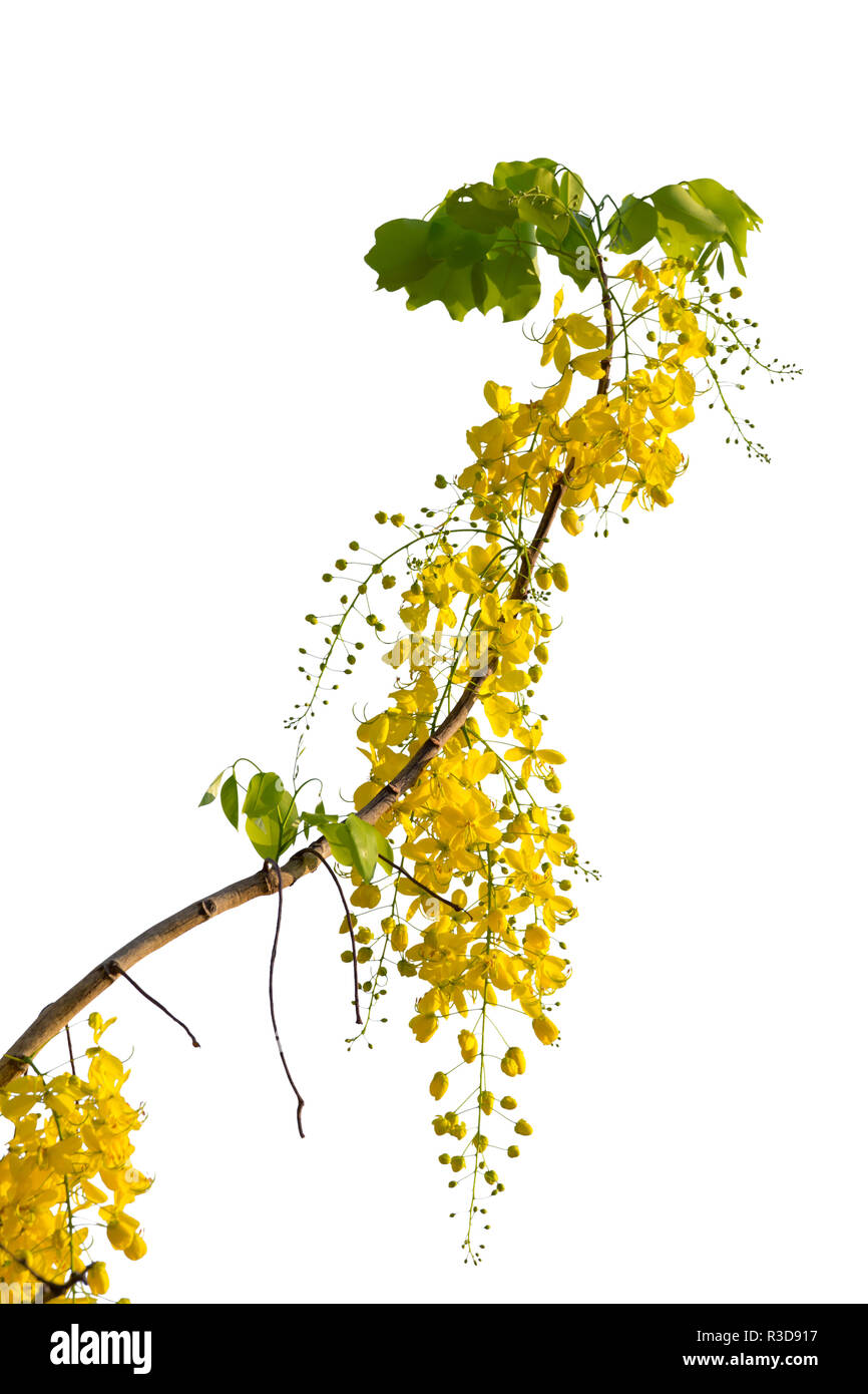 Yellow flower isolated on white background Stock Photo - Alamy