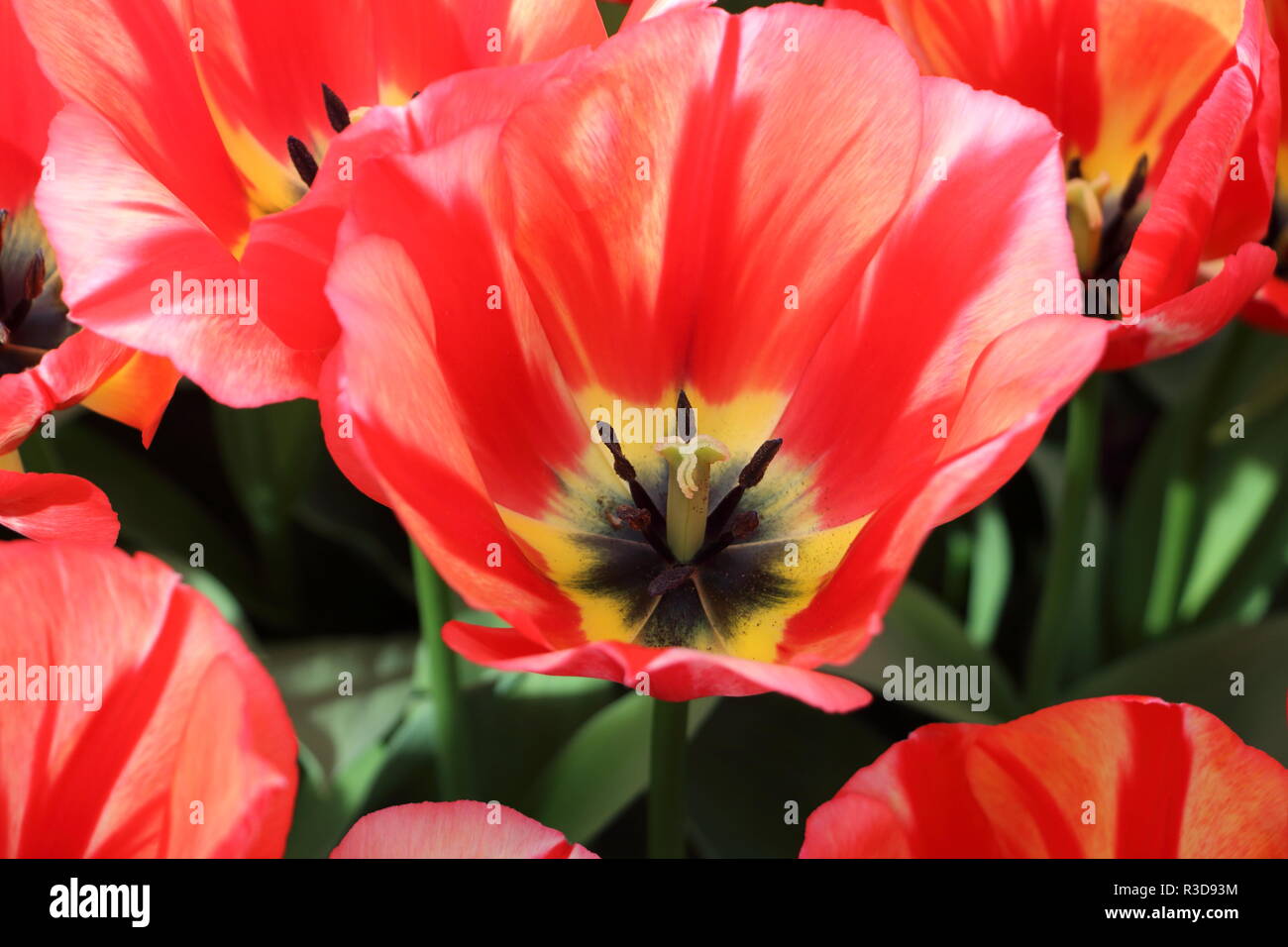 Tulips in the Netherlands park Keukenhof Stock Photo - Alamy