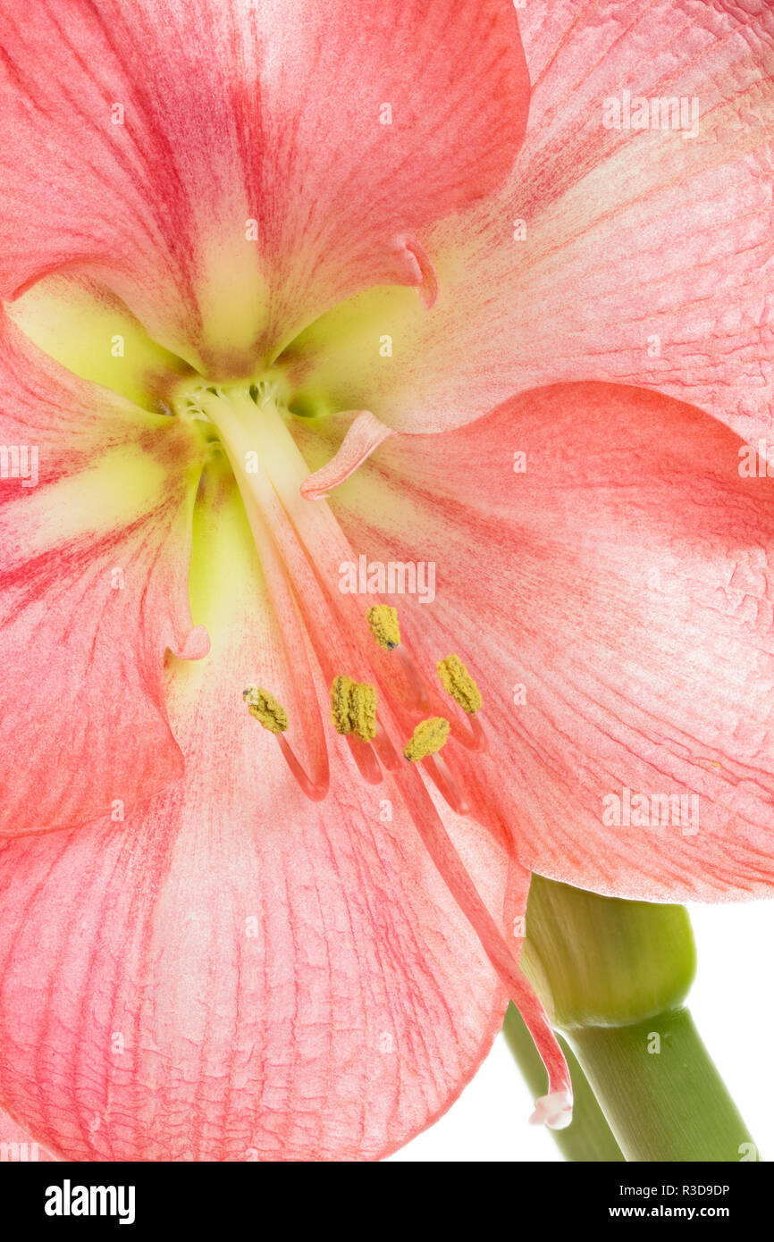 pink amaryllis,close-up Stock Photo