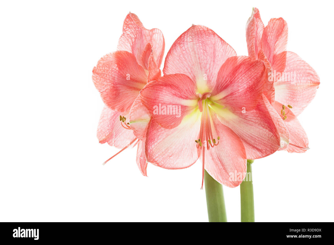 pink amaryllis,close Stock Photo