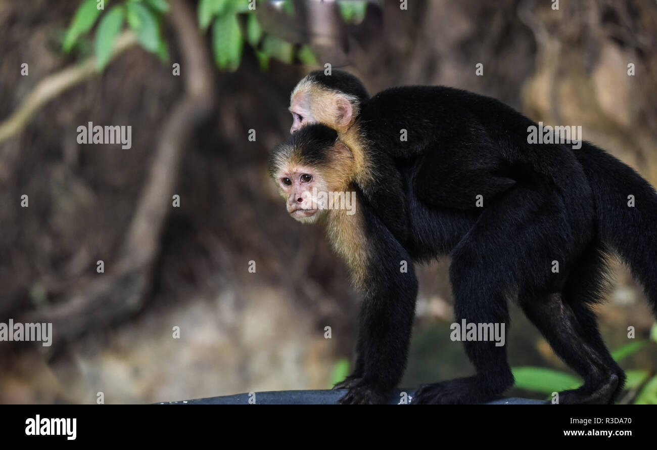 Female White-headed capuchin (Cebus capucinus) with her offspring.  Medium size monkey living in rain forest alongside the Panama Canal. Stock Photo
