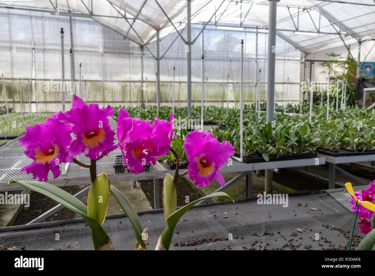 Volcano, Hawaii - Orchids growing at Akatsuka Orchid Gardens on Hawaii's Big Island. The orchid nursery is a family business, started in 1974 by Japan Stock Photo