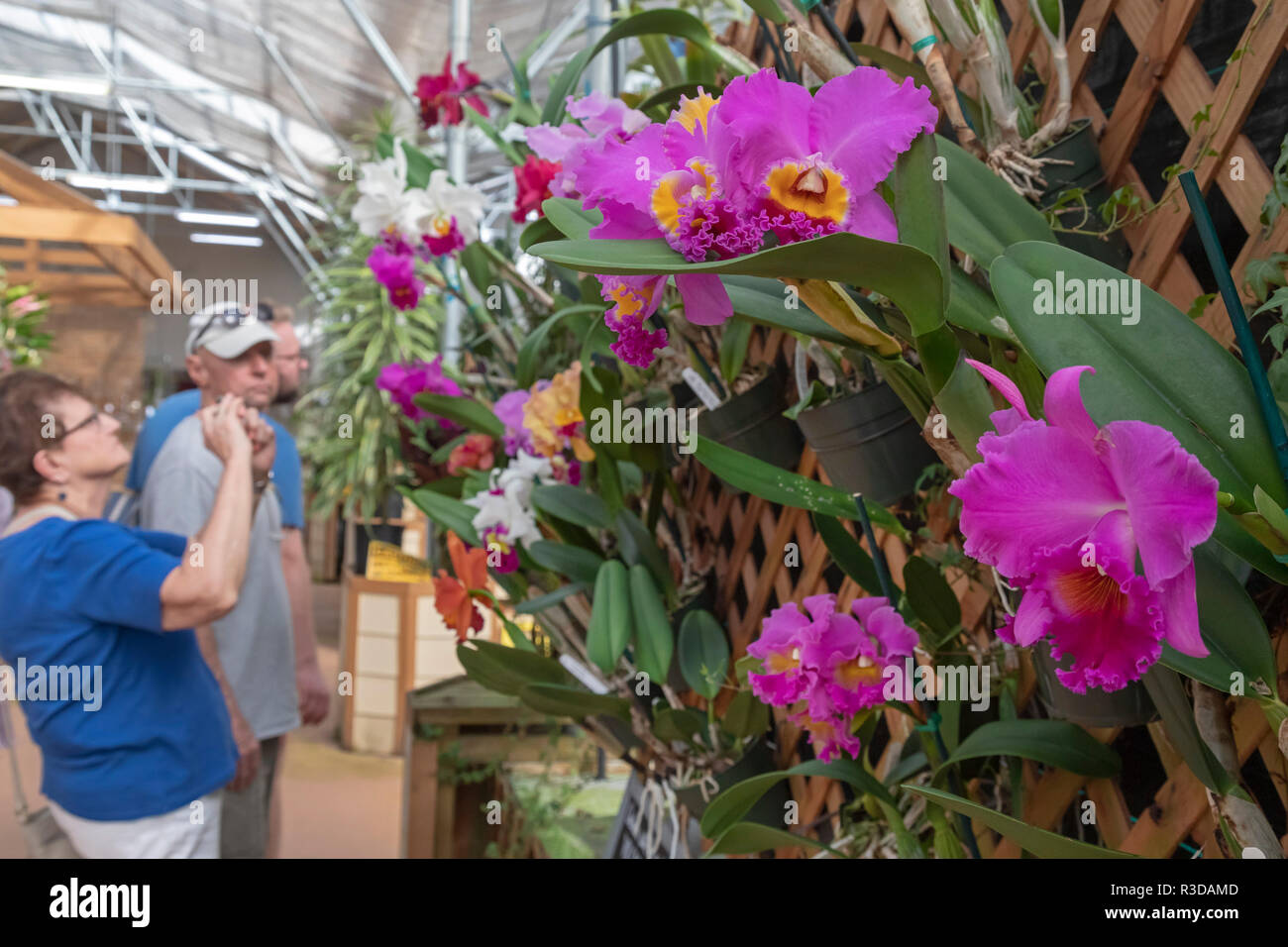Volcano, Hawaii - Visitors photograph orchids at Akatsuka Orchid Gardens on Hawaii's Big Island. The orchid nursery is a family business, started in 1 Stock Photo