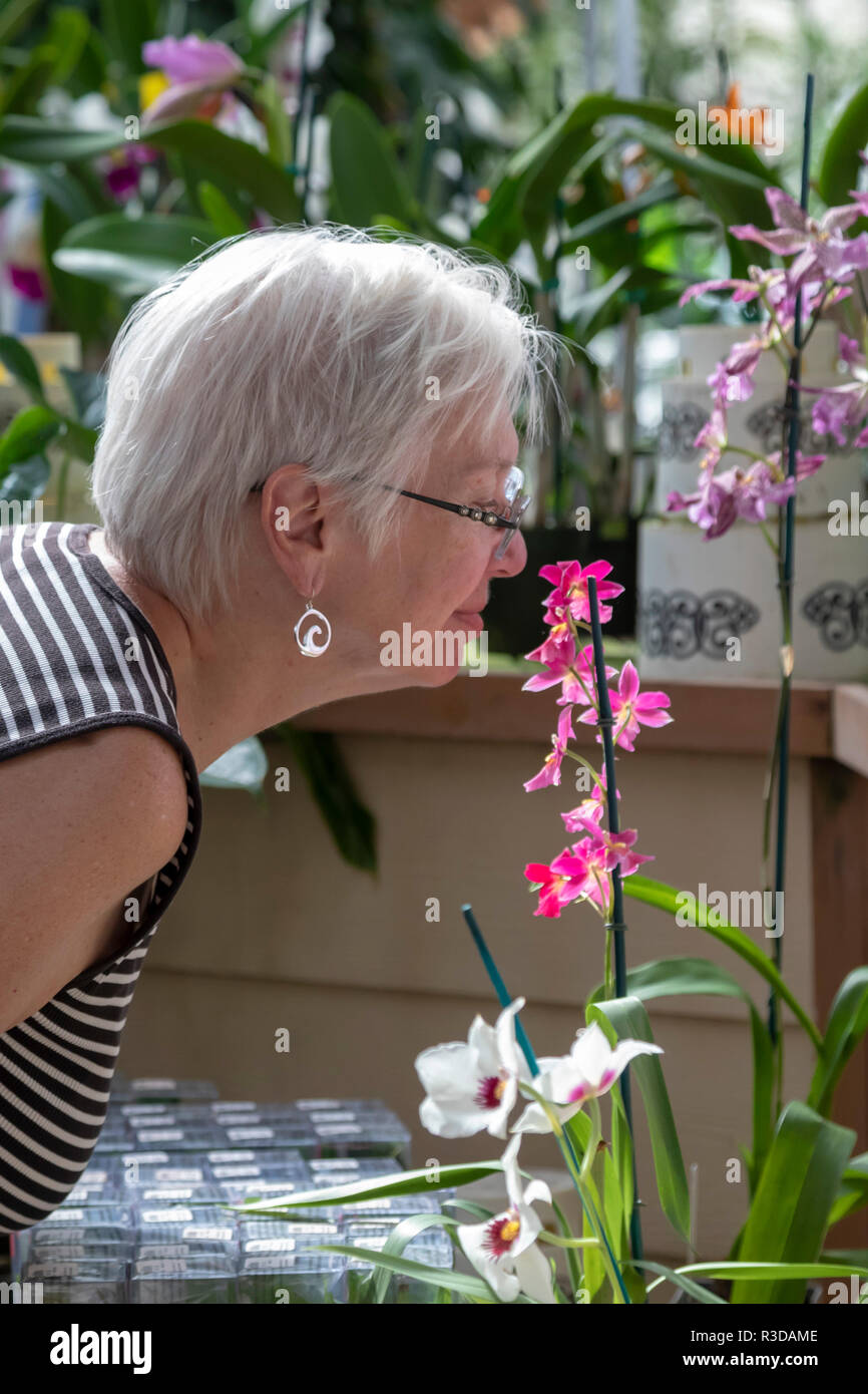 Volcano, Hawaii - A visitor inspects an orchid at Akatsuka Orchid Gardens on Hawaii's Big Island. The orchid nursery is a family business, started in  Stock Photo