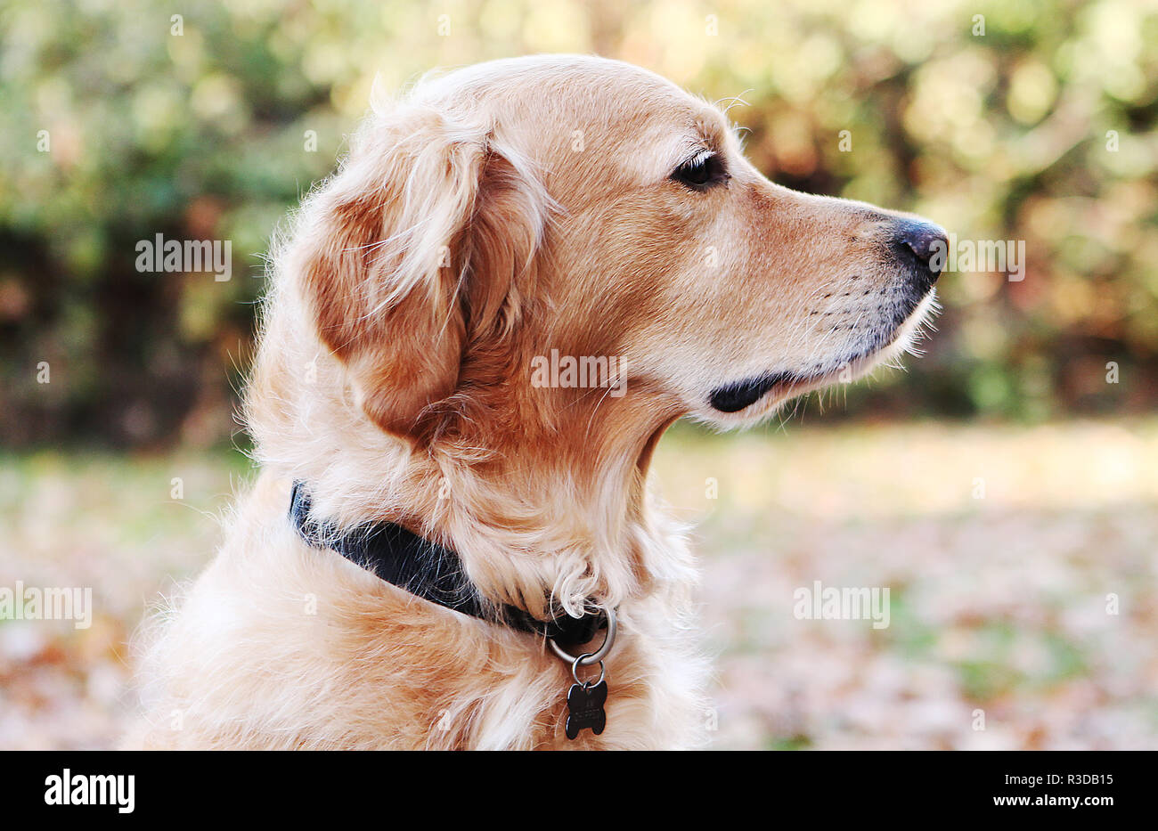 Golden Retriever Sitting in Autumn Leaves Stock Photo - Alamy