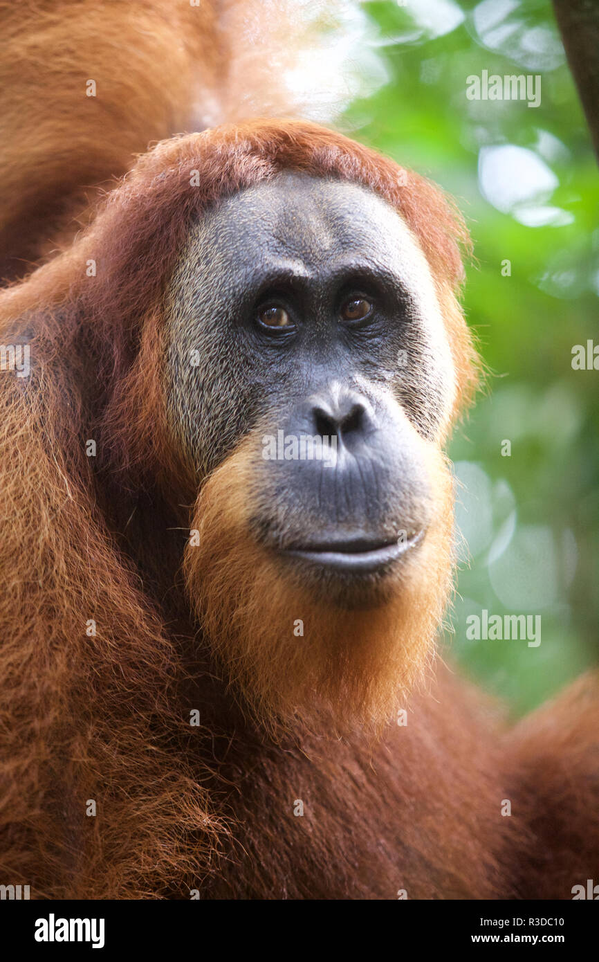 Sumatran orangutan in the wild Stock Photo - Alamy