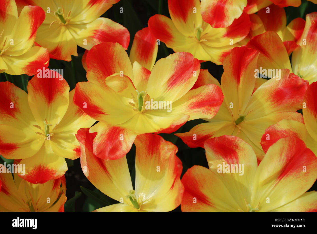 Tulip suncatcher hires stock photography and images Alamy