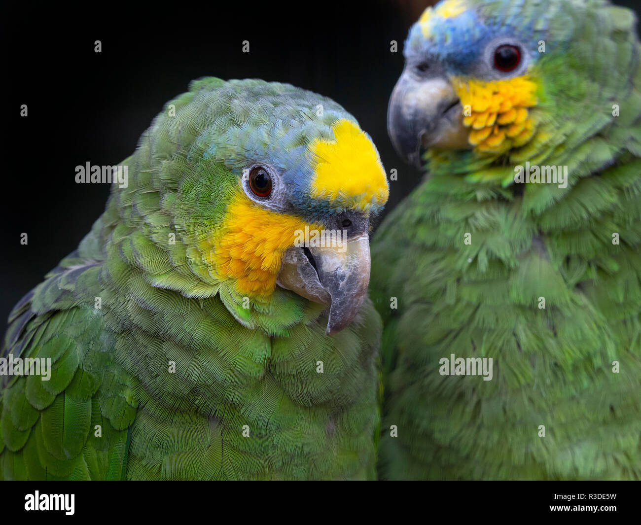 OrangeWinged Amazon Parrot Amazona amazonica Stock Photo Alamy