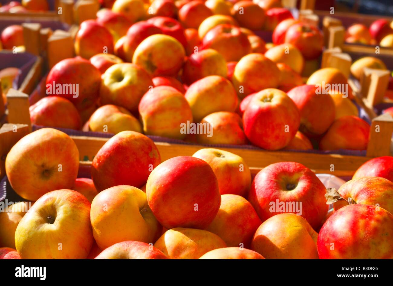 Fresh red apples on a market stall, Germany, Europe  I Frische rote  Äpfel  auf einem Marktstand, Deutschland, Europa I Stock Photo