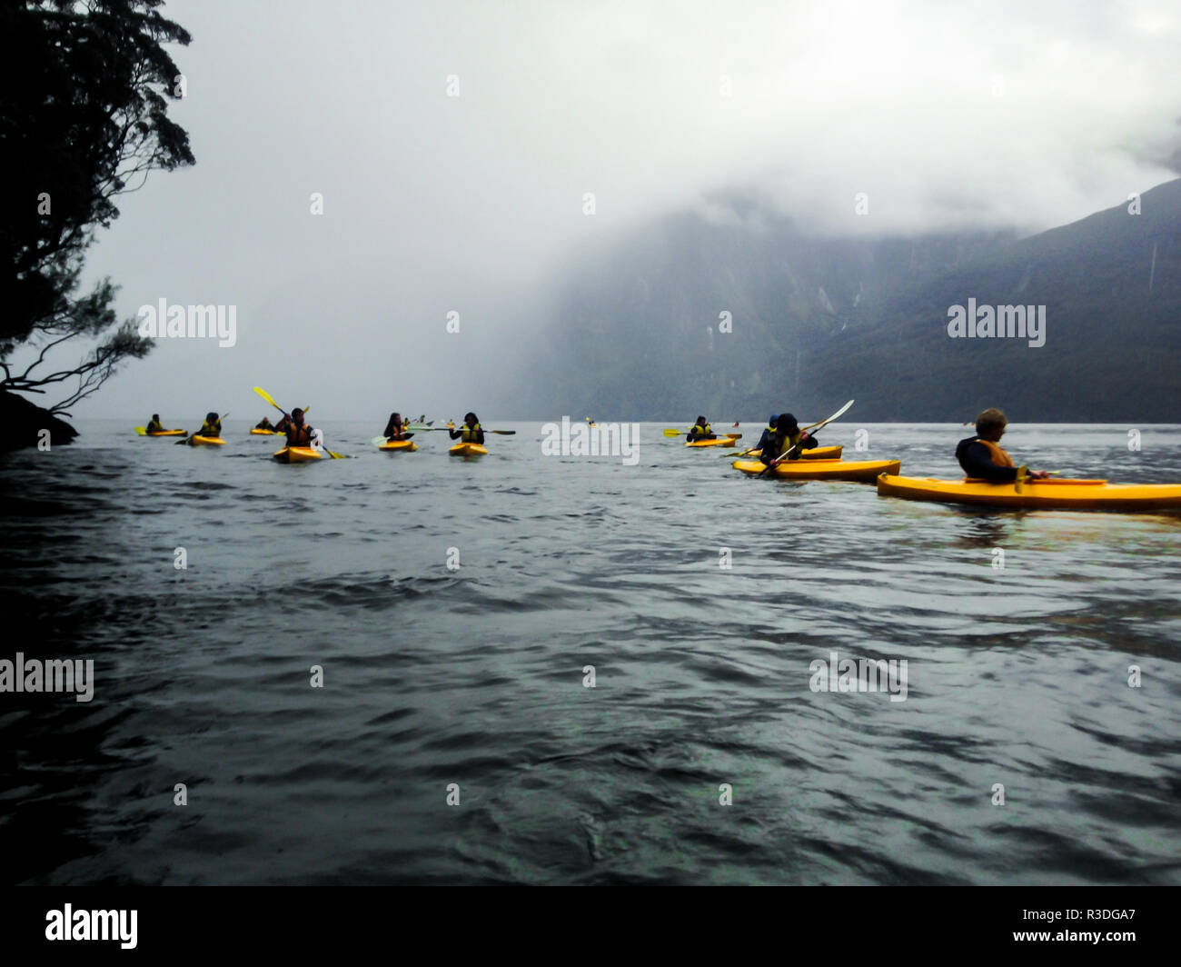 Several people paddling in yellow kayaks in Milford Sound, New Zealand Stock Photo