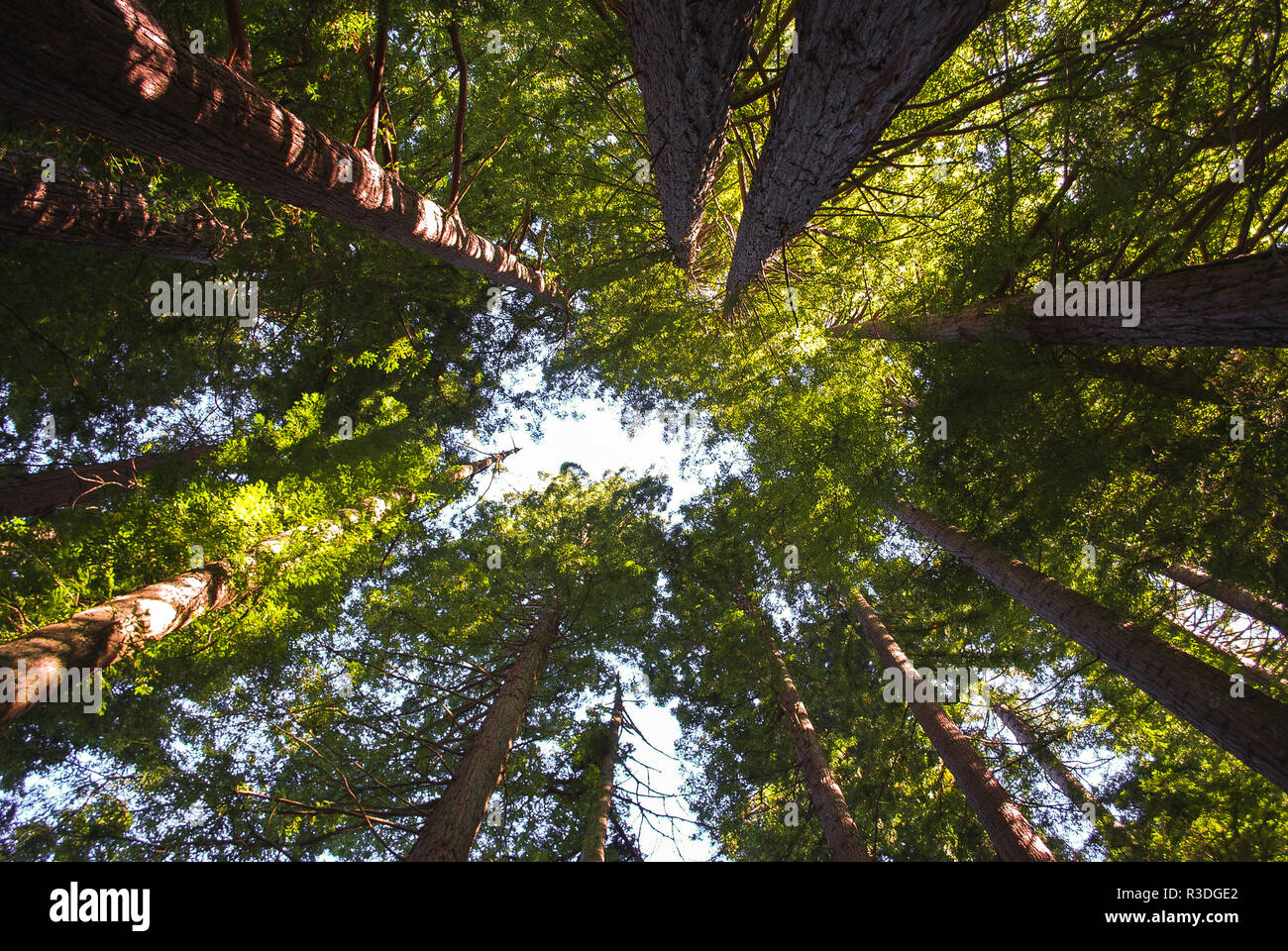 Looking up at the tall pine in the Redwoods in Rotorua, New Zealand Stock Photo
