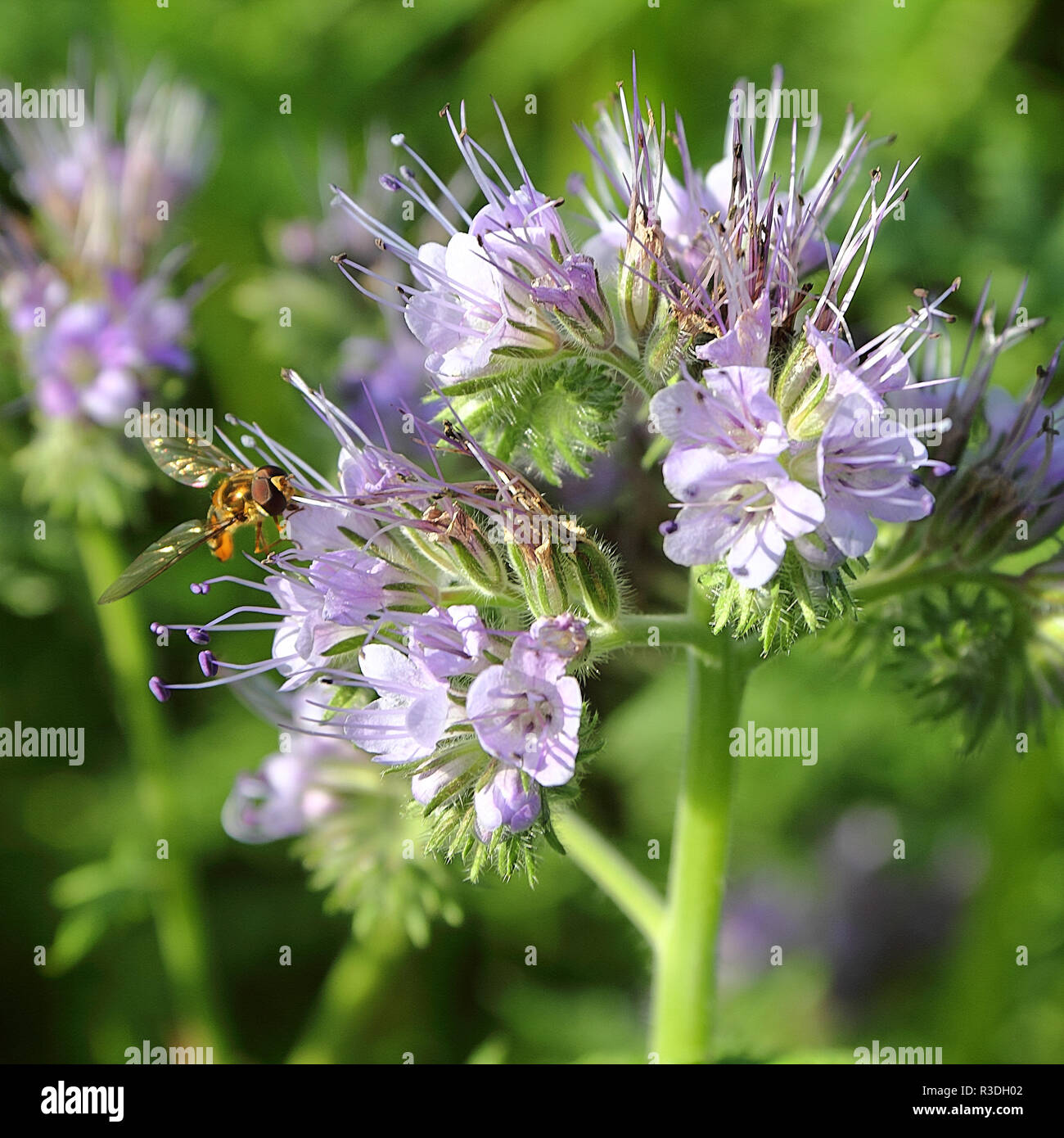 A tuft of Phacelia flowers with bee Stock Photo Alamy