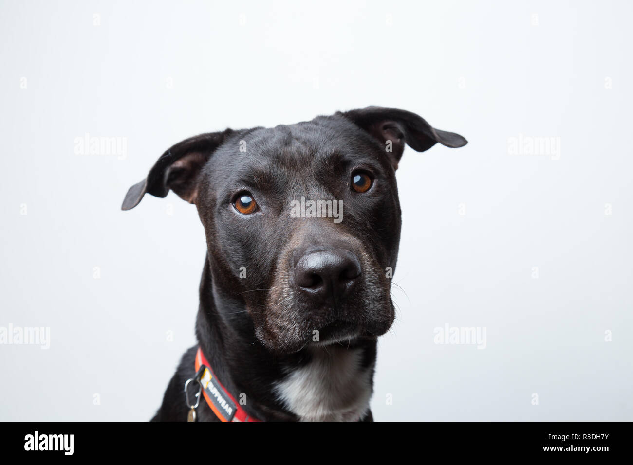 A black dog portrait isolated in white background Stock Photo