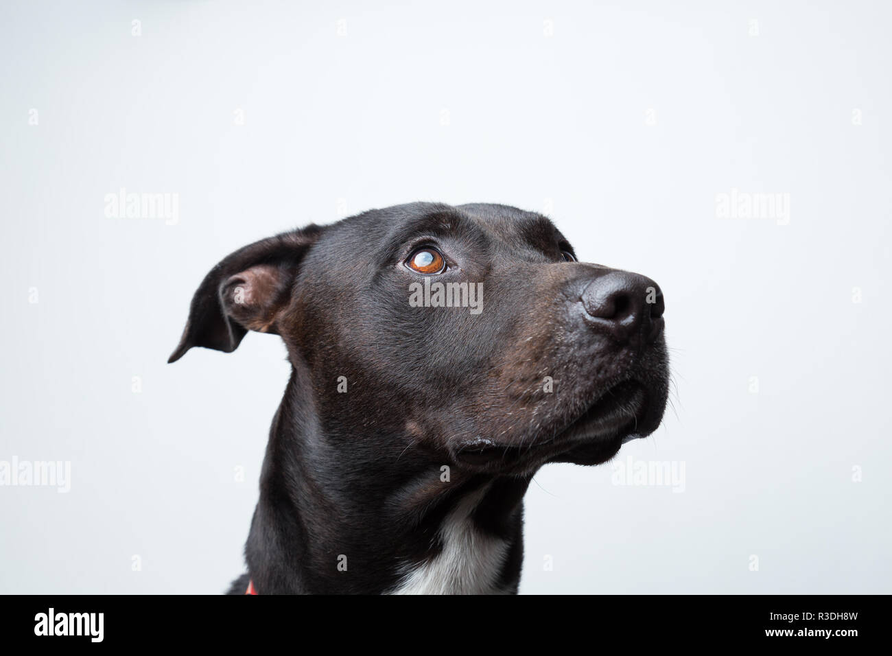 A black dog portrait isolated in white background Stock Photo