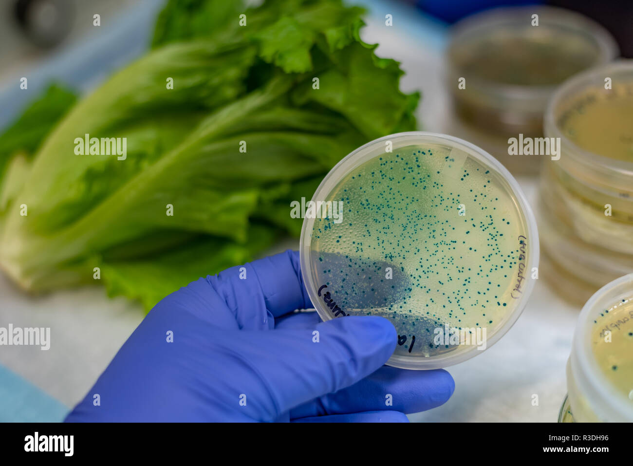 Isolation and culture of e coli from romaine lettuce Stock Photo Alamy