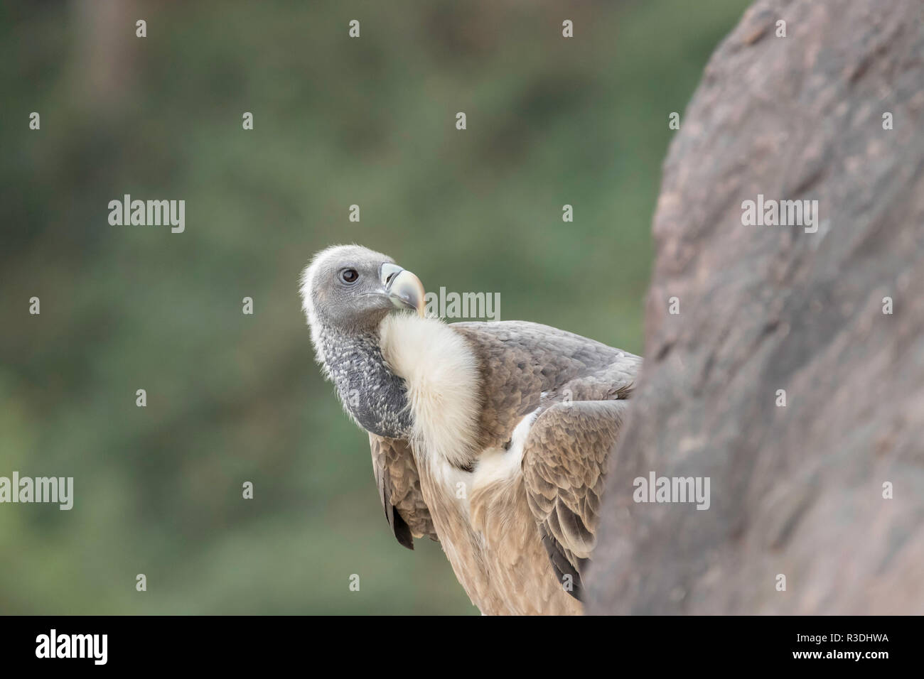 Indian Vulture (Gyps Indicus) Stock Photo