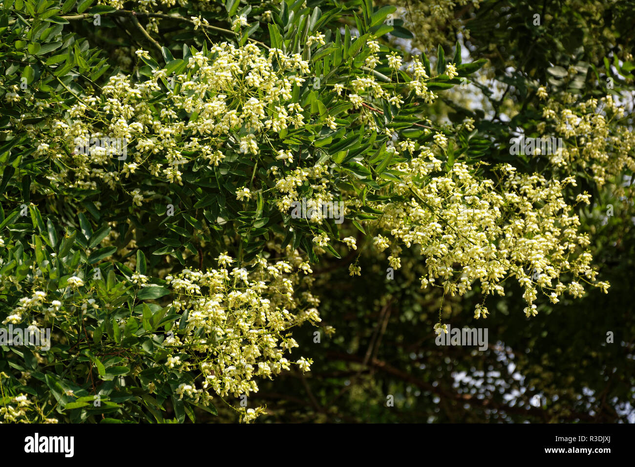 traubige acacia inflorescences,acacia Stock Photo