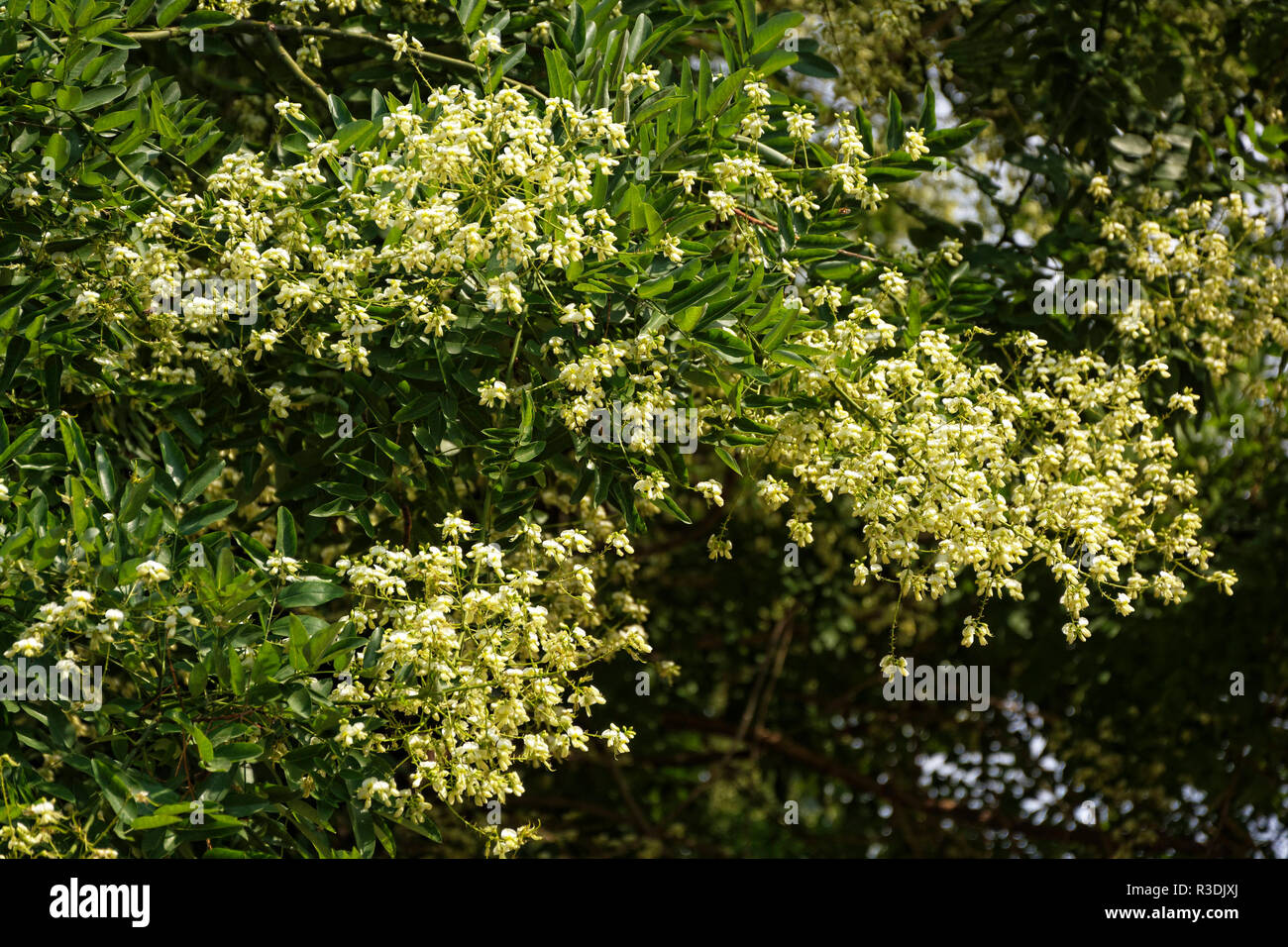 Honigertra ge hi-res stock photography and images - Alamy