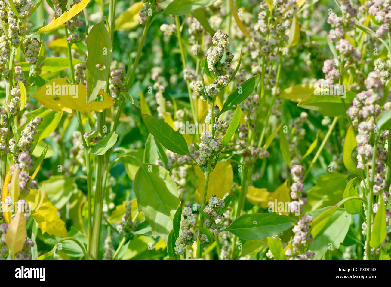 Fat-hen (chenopodium album), close up of the plant showing flower heads and leaves. Stock Photo