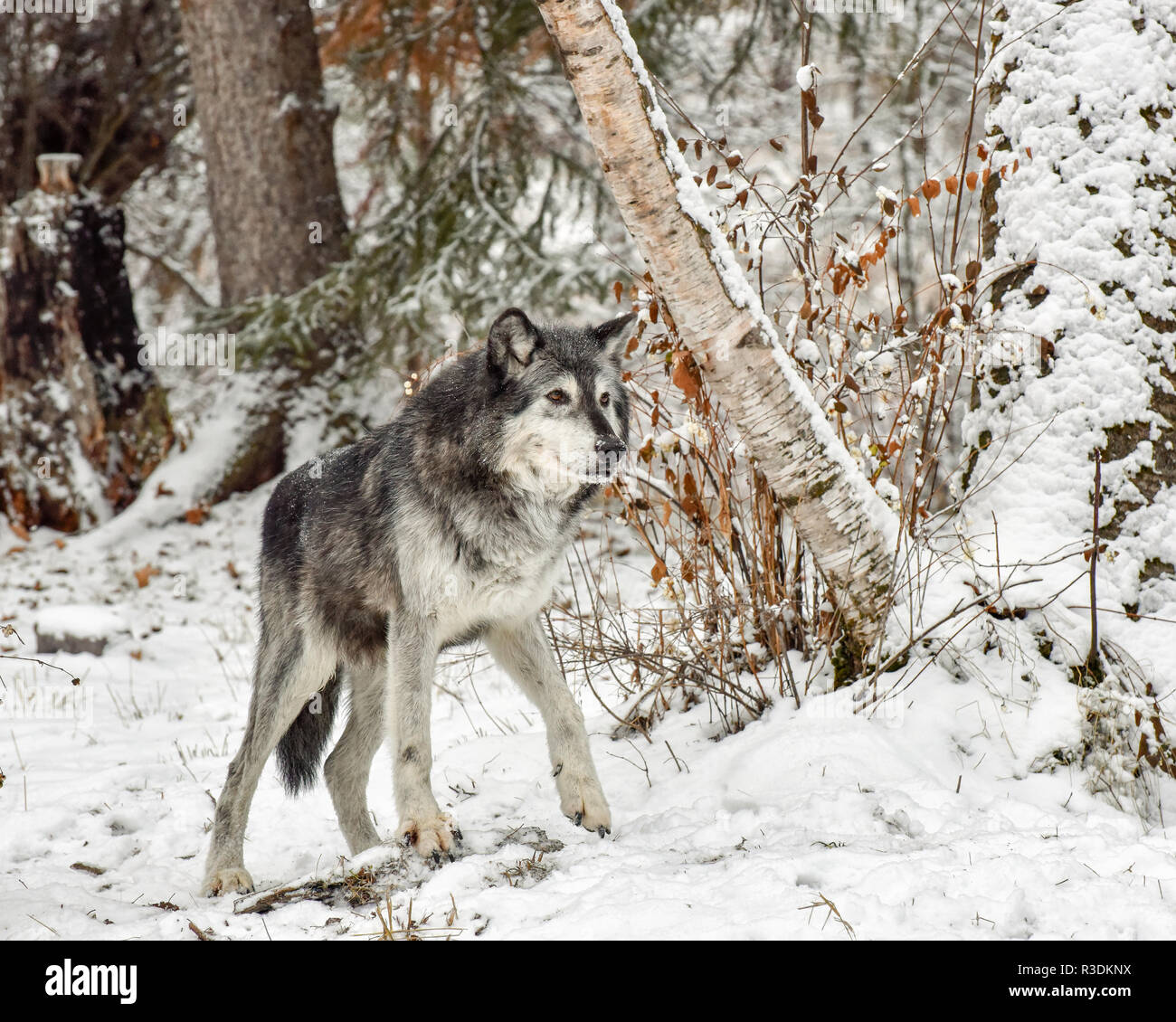 Tundra Wolf Walking through Birch Trees 4 Stock Photo